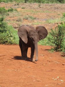 Nairobi Kenya Elephant