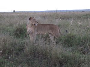 Nairobi Kenya Lion