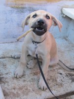 Ruhondo Lake Rwanda Joey Cigar