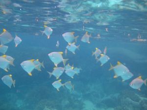 Seychelles Praslin Fish