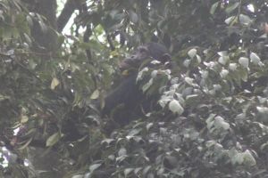 Rwanda Nyungwe Chimp 2