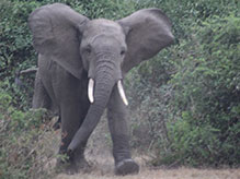 Charging Queen Elizabeth II