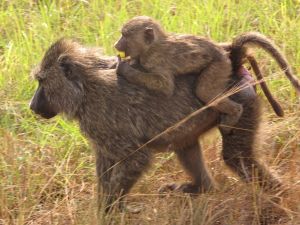 Uganda Queen Elizabeth II Babbon and Baby