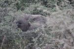 Uganda Queen Elizabeth II Hiding Elephant