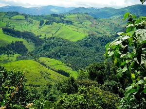 Gishwati Forest Reserve, Rwanda