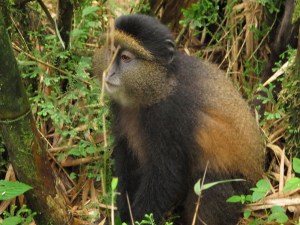 Golden Monkey Rwanda_small