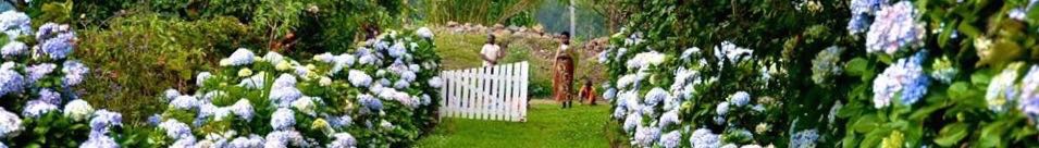 Roz Carr's Gardens Rwanda