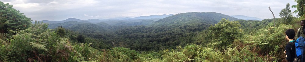 Nyungwe Panorama