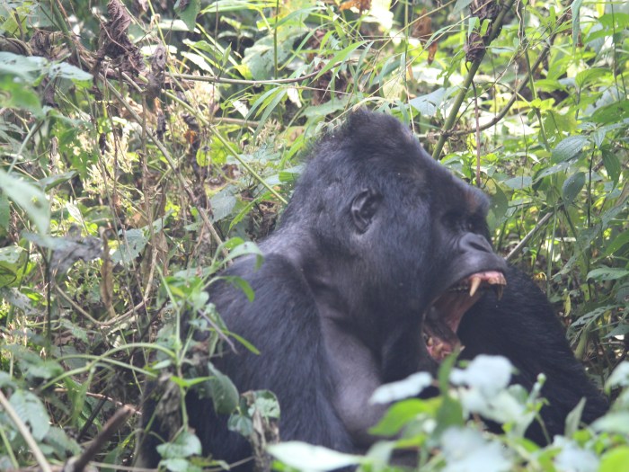 Virunga 01